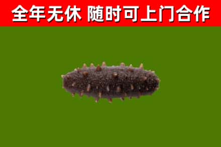 兴庆回收海参干